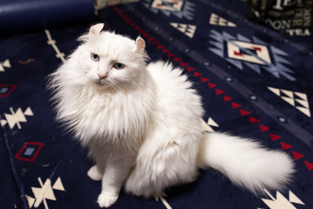 愛猫撮り比べ撮り比べ