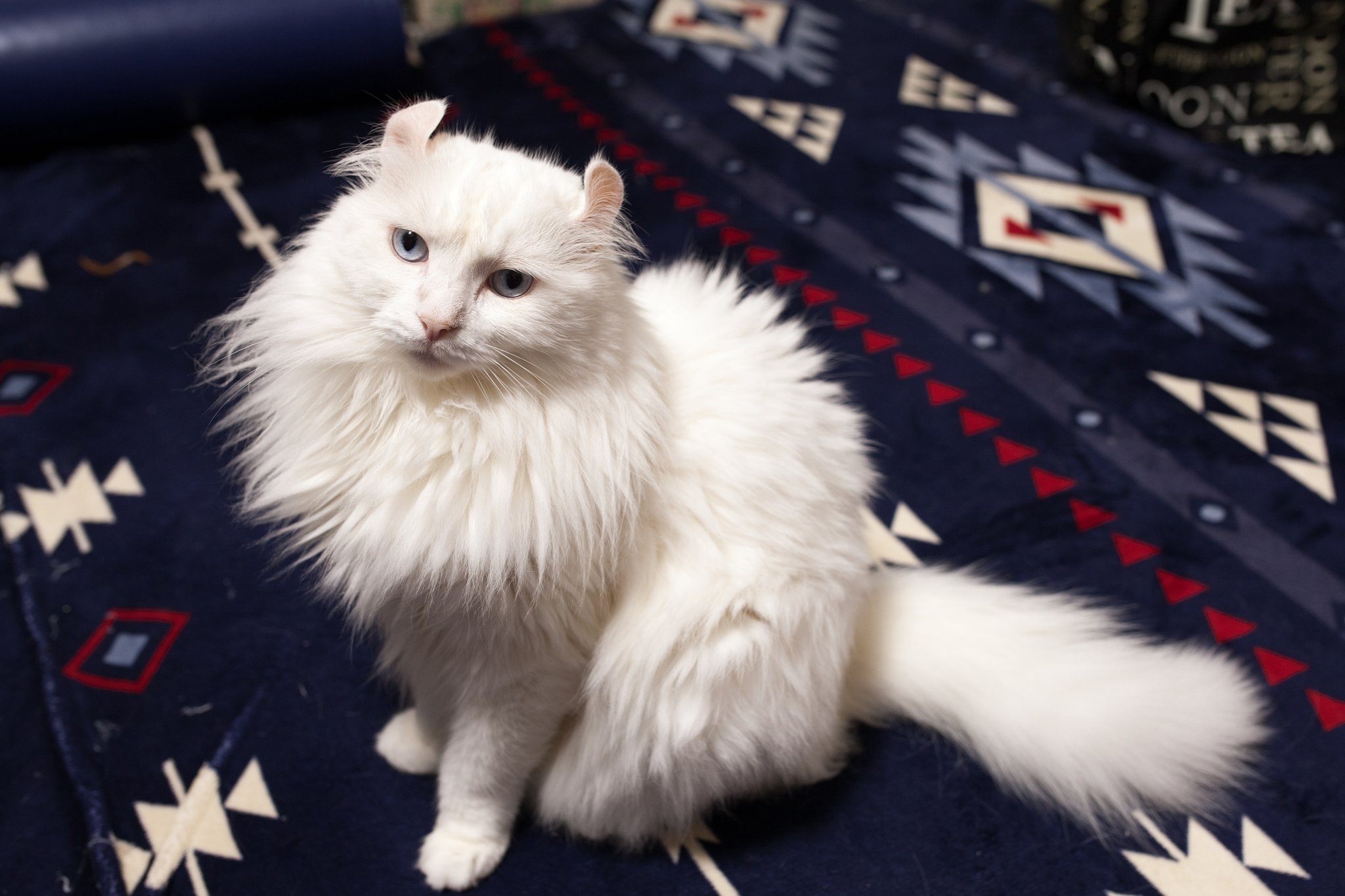 愛猫撮り比べ撮り比べ
