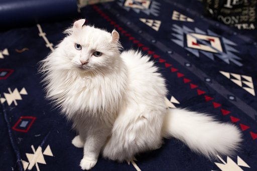 愛猫撮り比べ撮り比べ