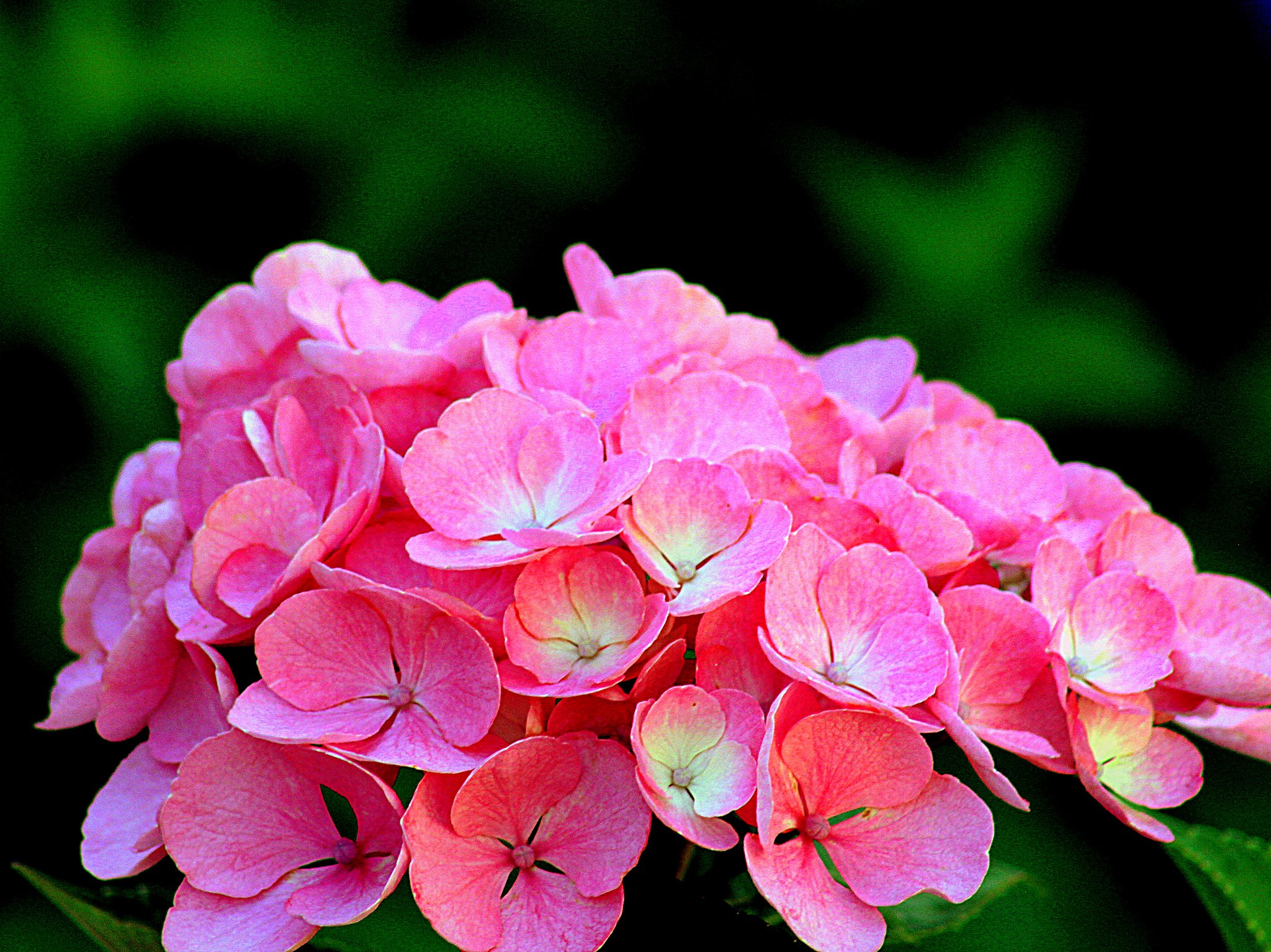 紫陽花のUP ２