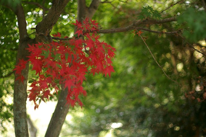 部分紅葉