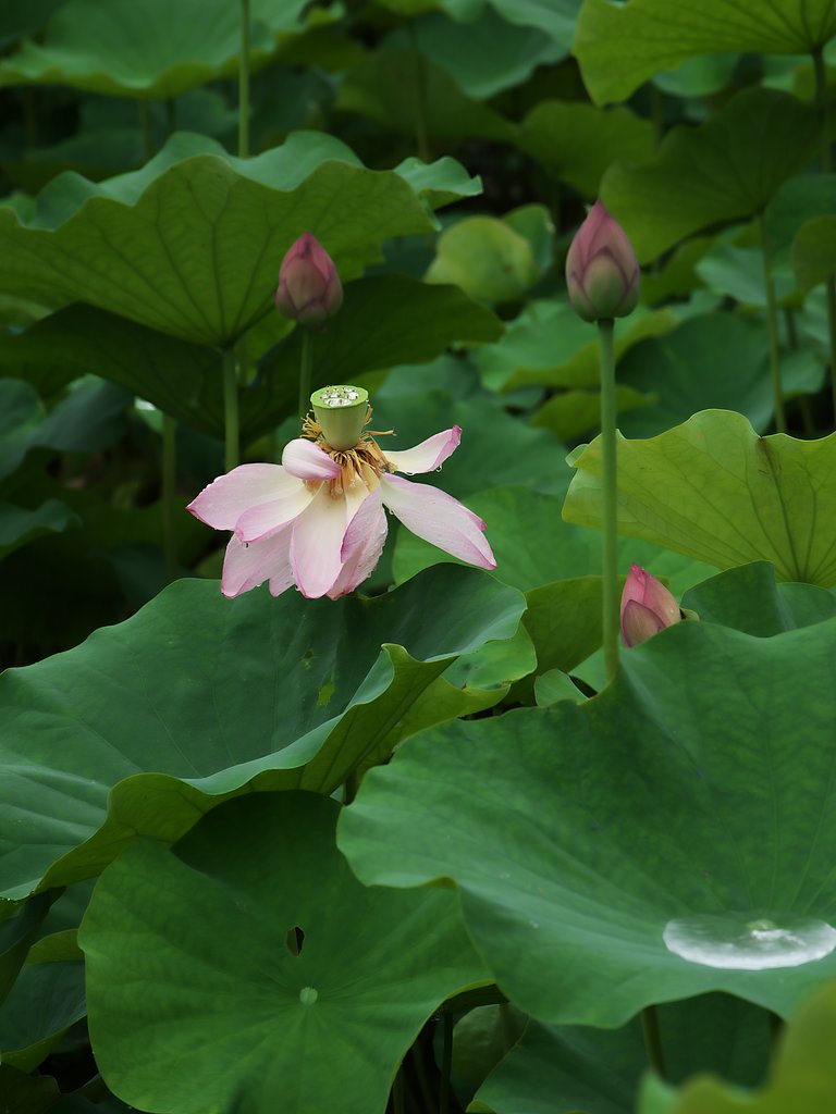 蓮花