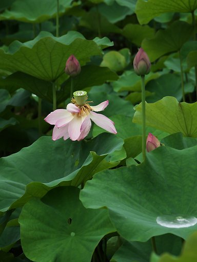 蓮花