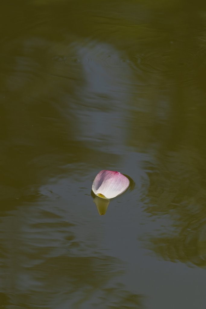 漂う花弁