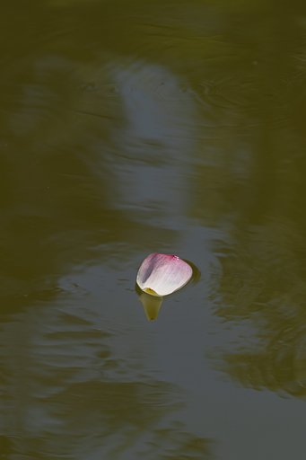 漂う花弁