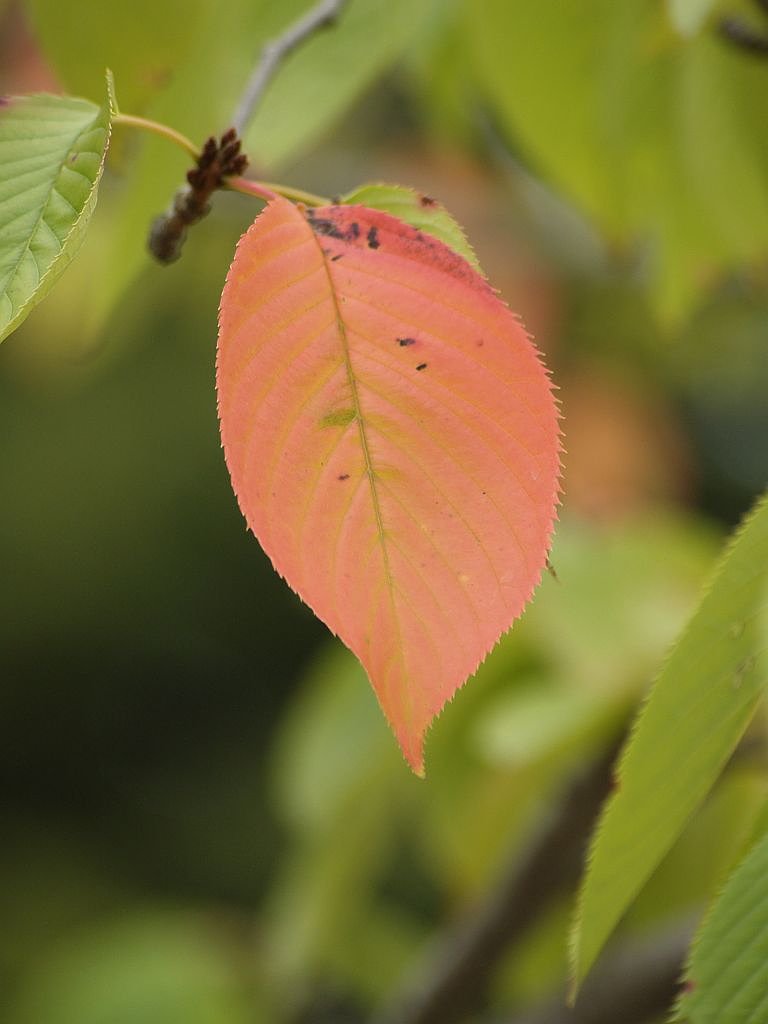 ちょっと紅葉