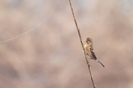 ベニマシコ♀