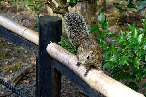 【お気に入り】リスに会いました。