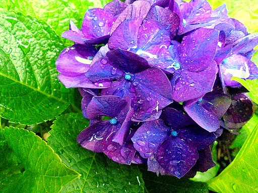 雨の中のアジサイ