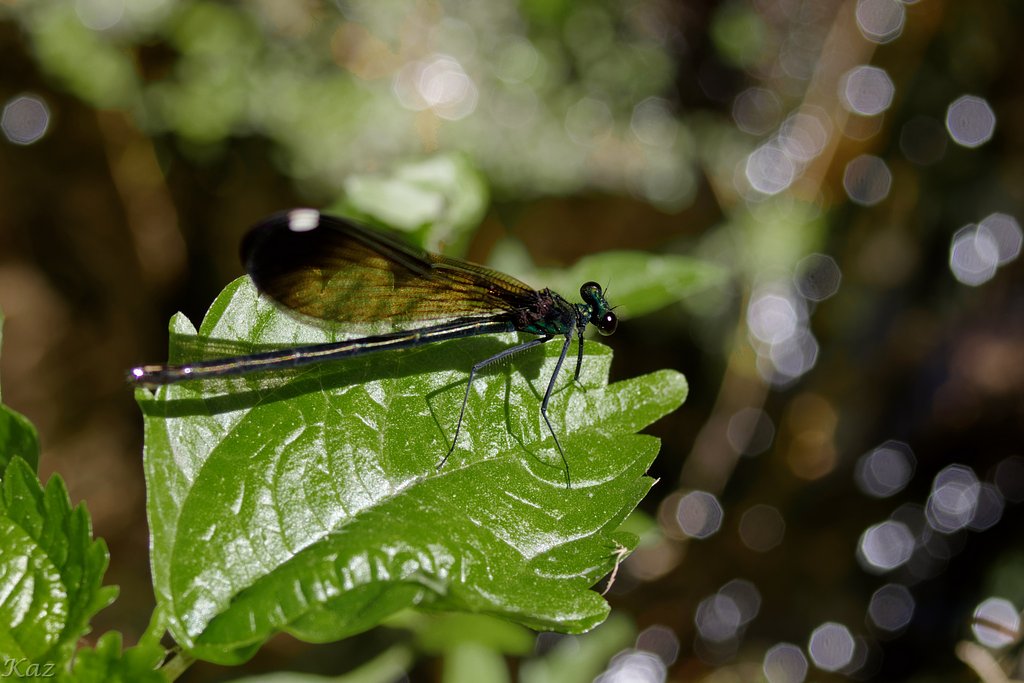 Female Ebony Jewelwing