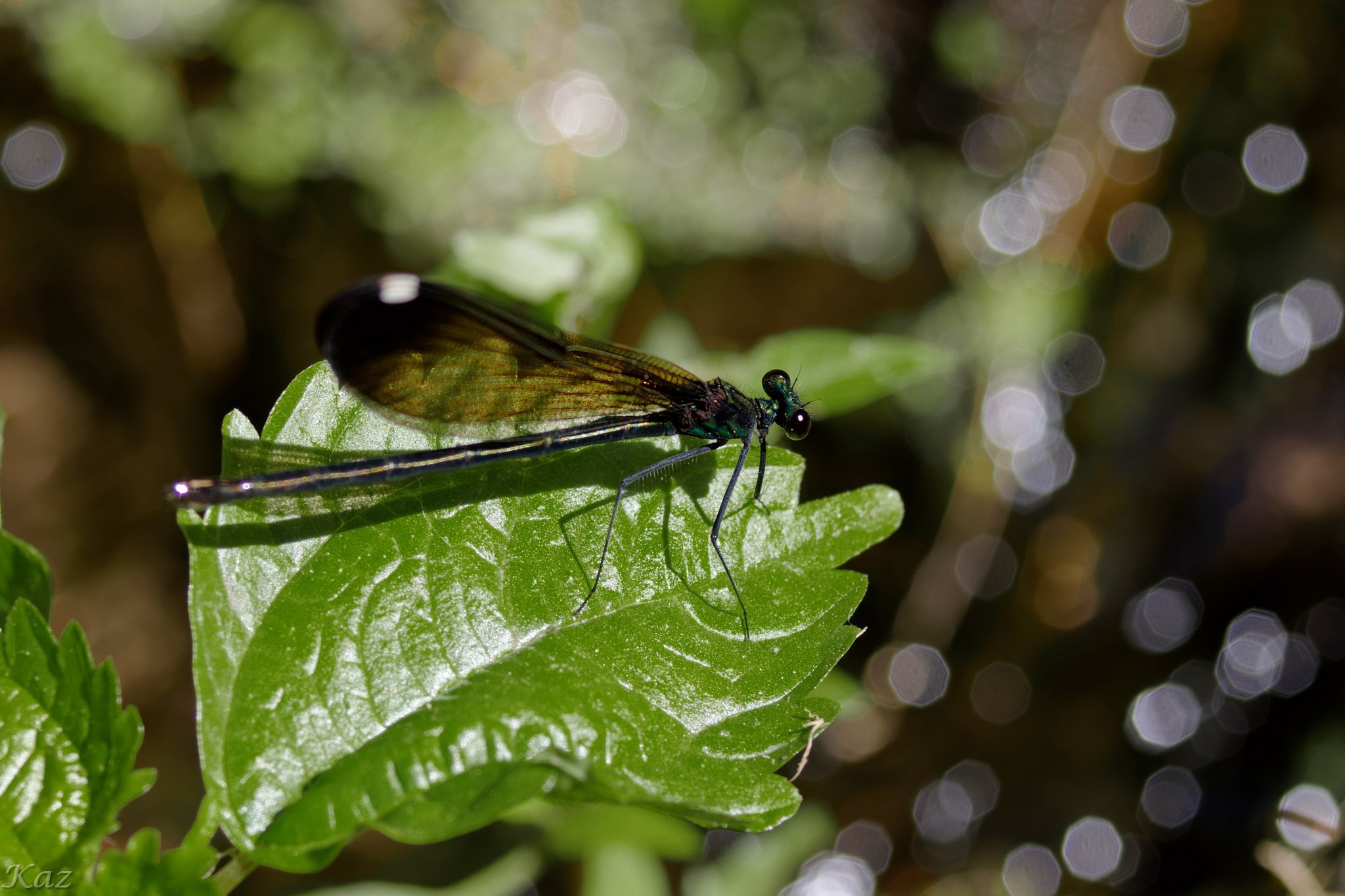 Female Ebony Jewelwing