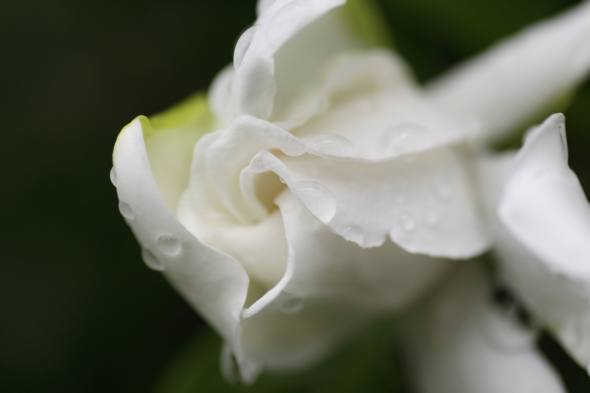 Tamron 90mm f2.8 macro 172E