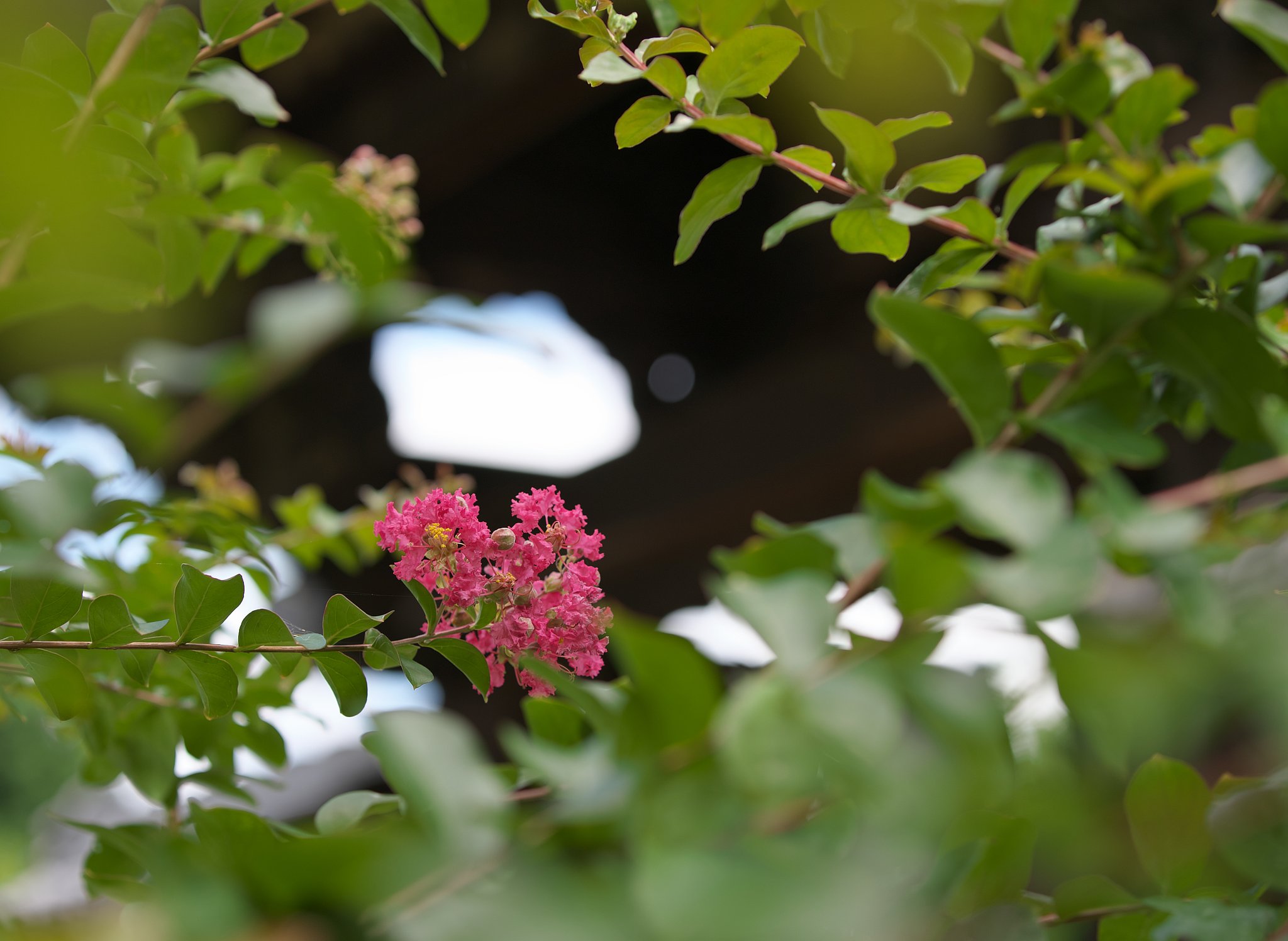 百日紅