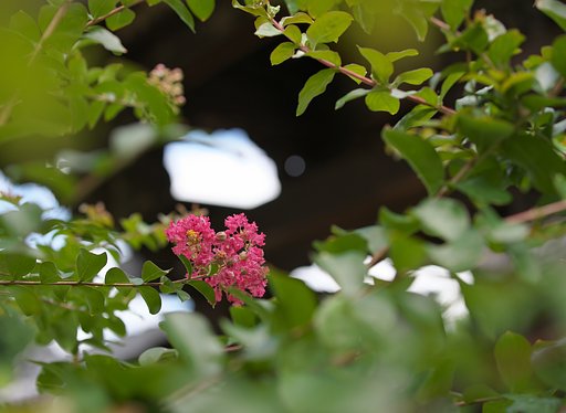 百日紅