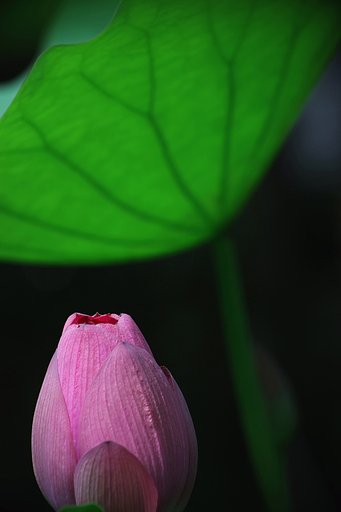 花蕾（鎌倉にて）