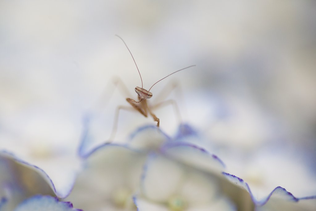SP AF 90mm F/2.8 MACRO1:1 172E