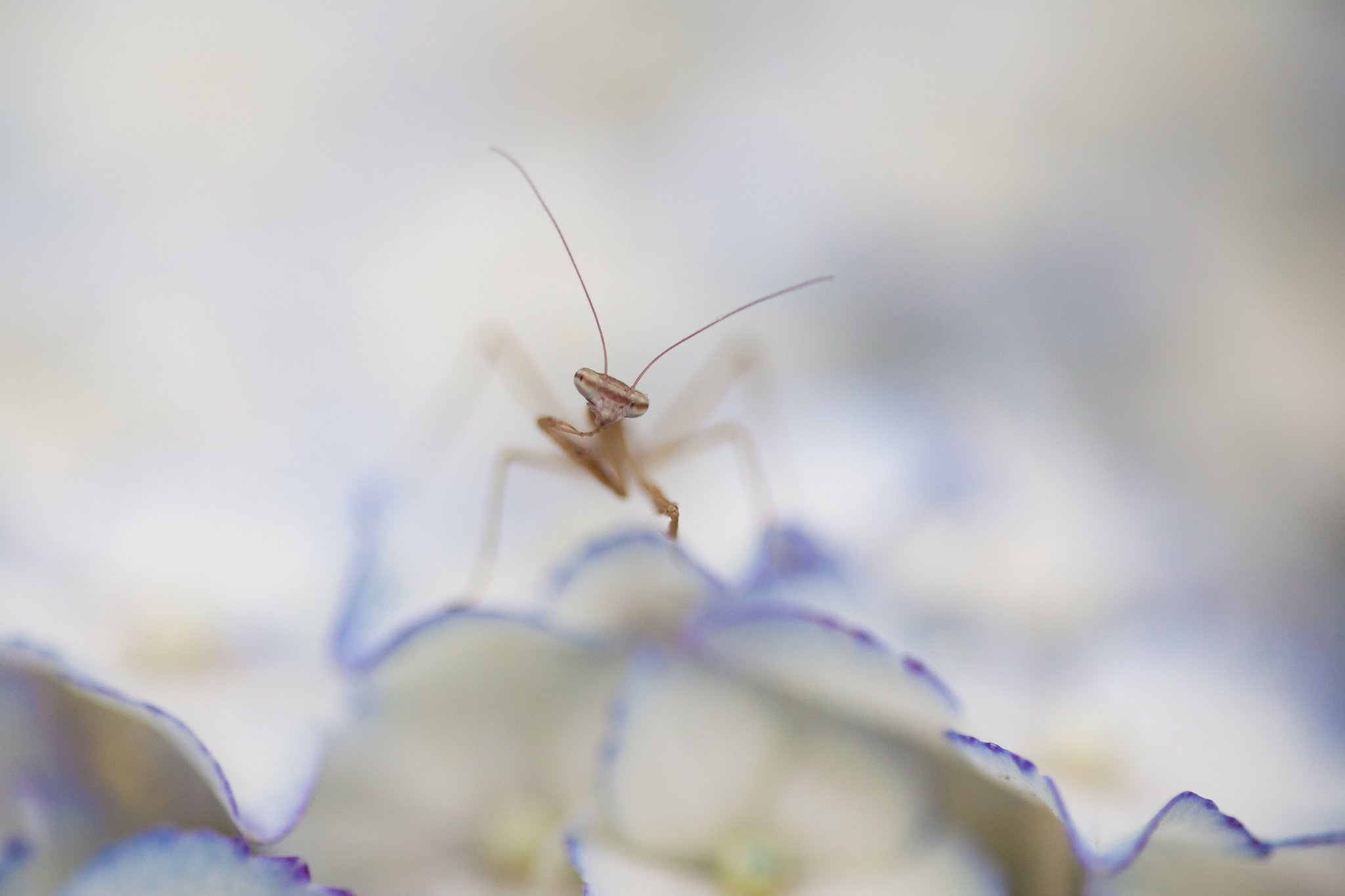 SP AF 90mm F/2.8 MACRO1:1 172E