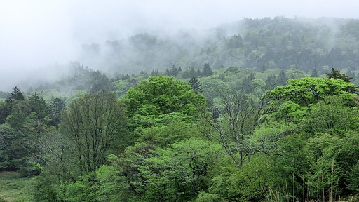 高原の新緑