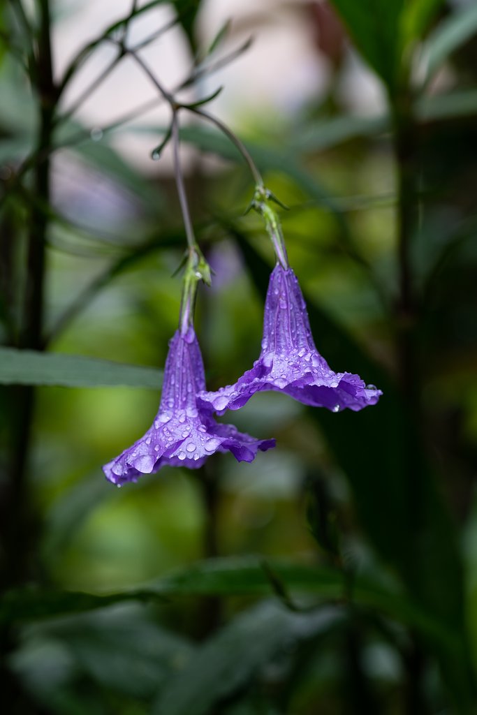 雨の紫宝華