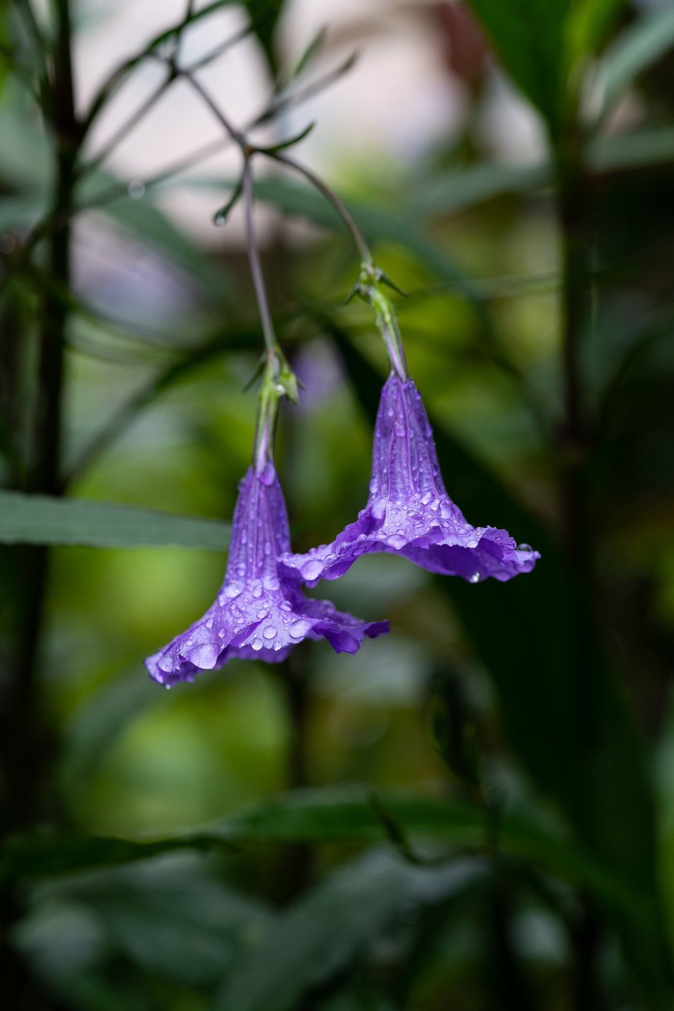 雨の紫宝華