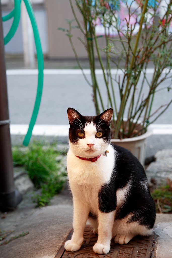 ねこ