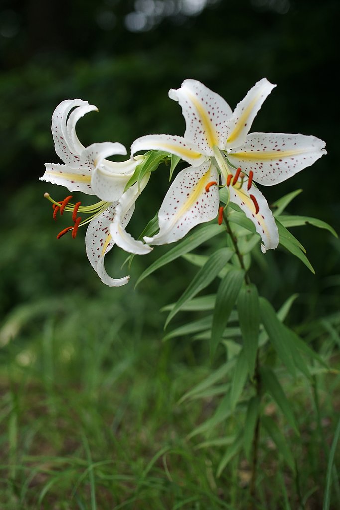山百合