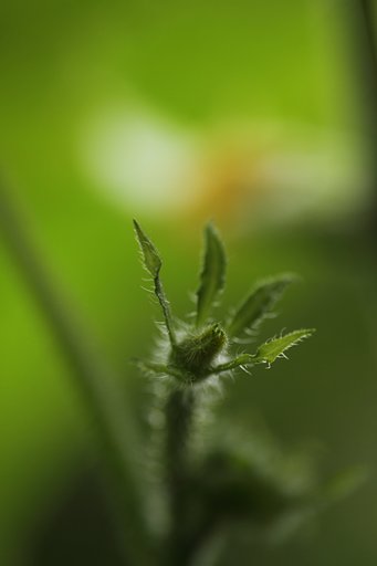 Tamron 90mm f2.8 macro 172E