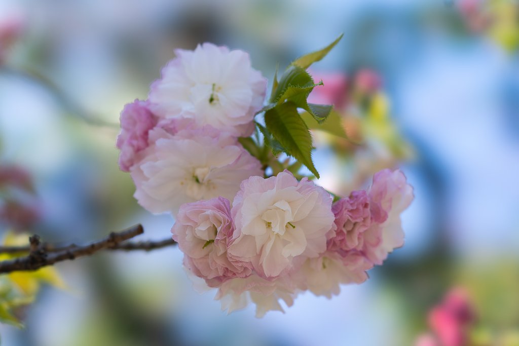 八重桜