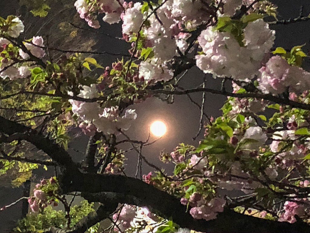 スーパームーンと八重桜