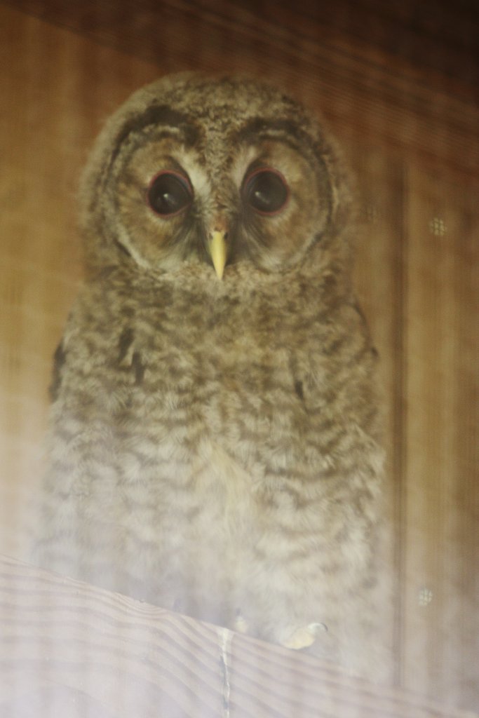 フクロウ　in 大野自然観察の森公園