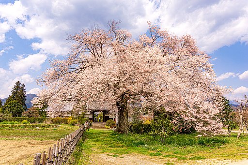 【はな】松源寺の桜②