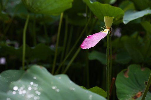 蓮池にて