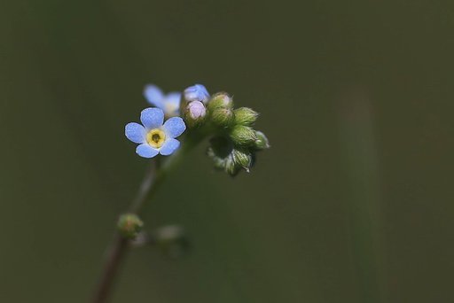草はら・・・ミリの世界