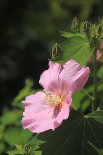 Tamron 90mm f2.8 macro 172E