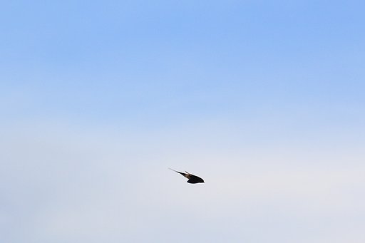 8月12日の写真