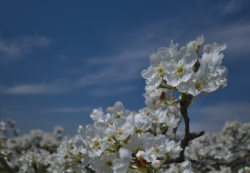 梨の花