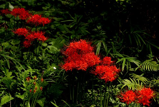 【円】血の花