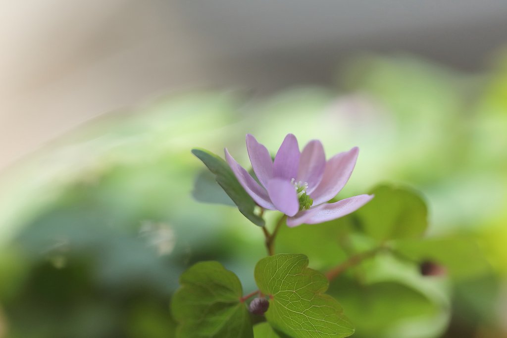 自粛の花撮り