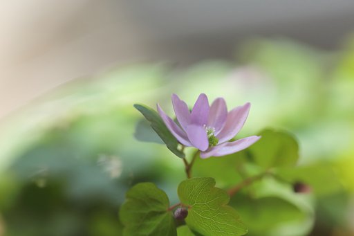 自粛の花撮り