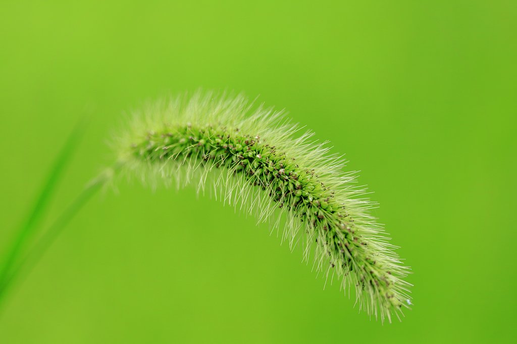 繊細