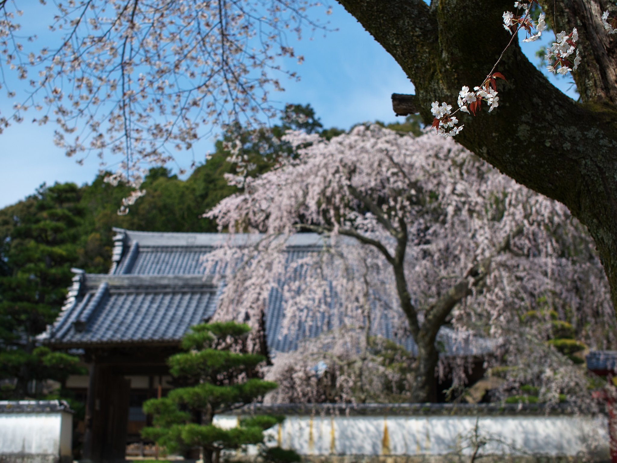 高月院