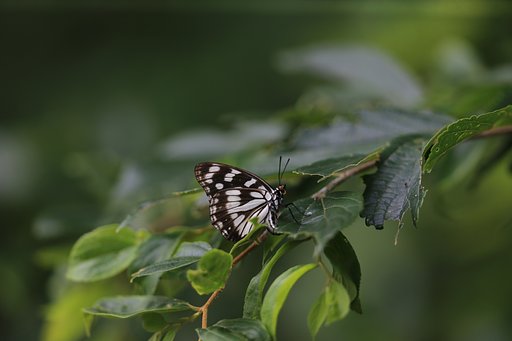 ゴマダラチョウ