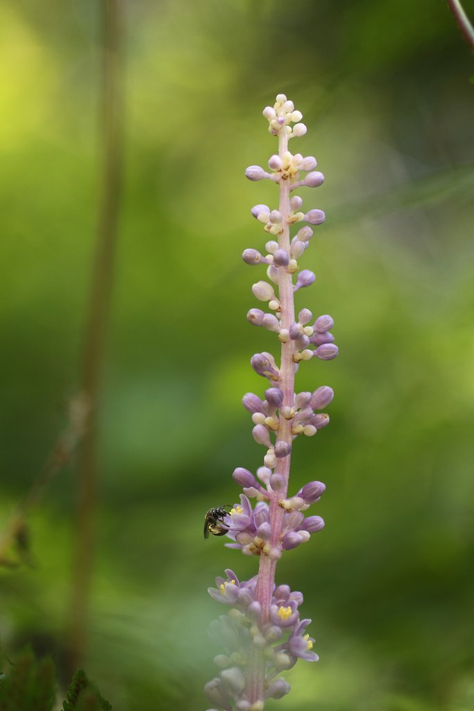 EF50mm f2.5 Compact Macro