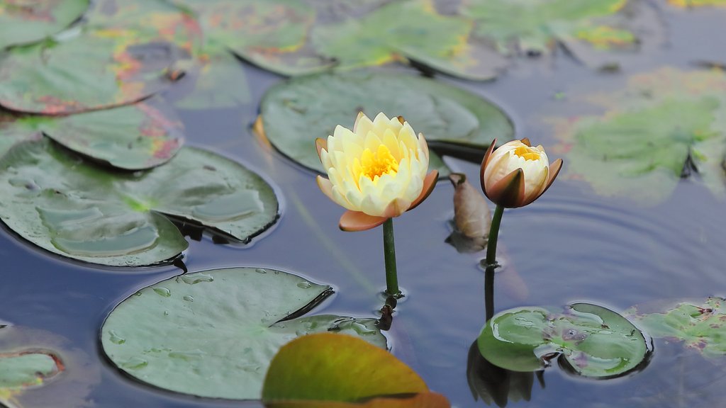 花ハス公園にて Ⅱ