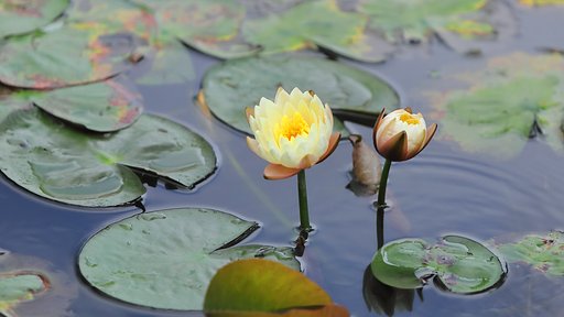 花ハス公園にて Ⅱ