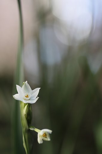 Tamron 90mm f2.8 macro 172E