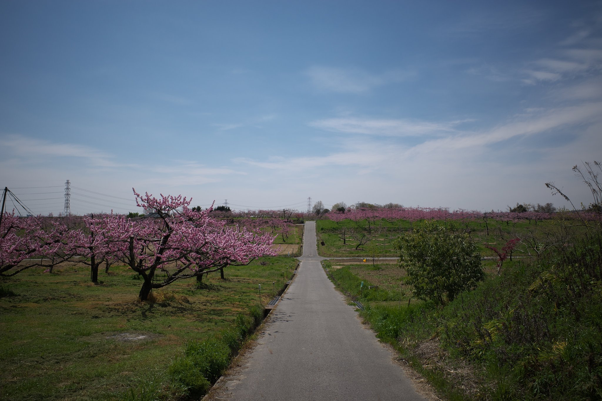 桃街道