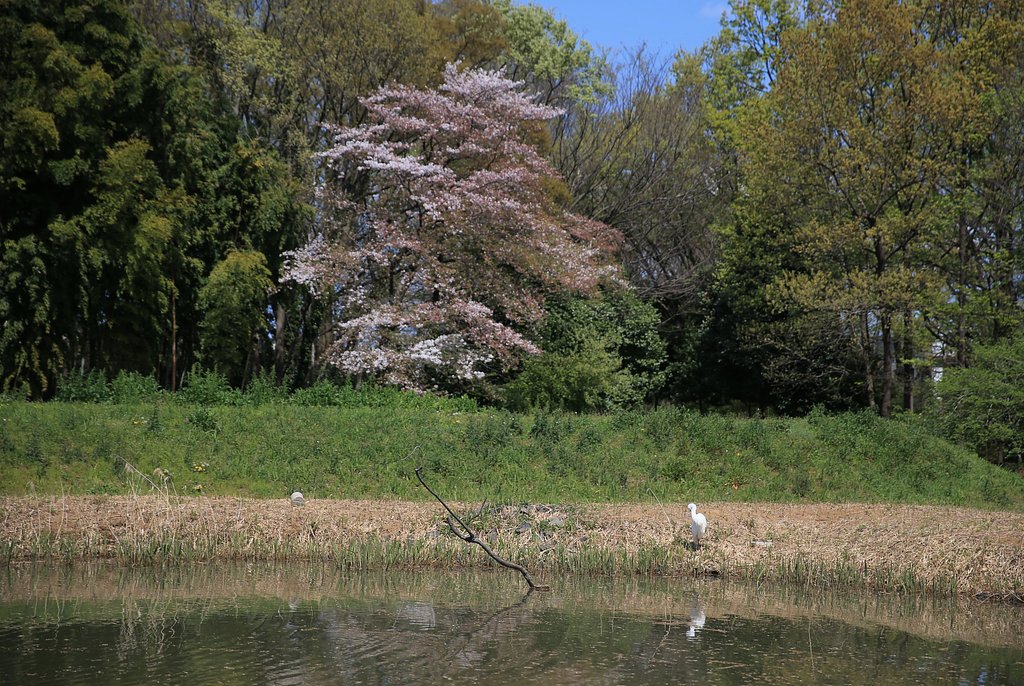サギと桜