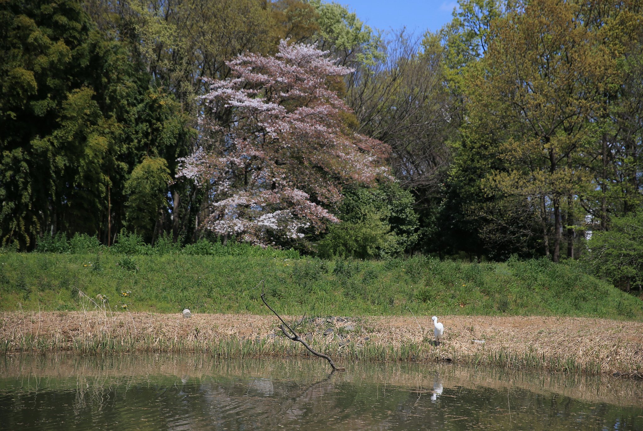 サギと桜