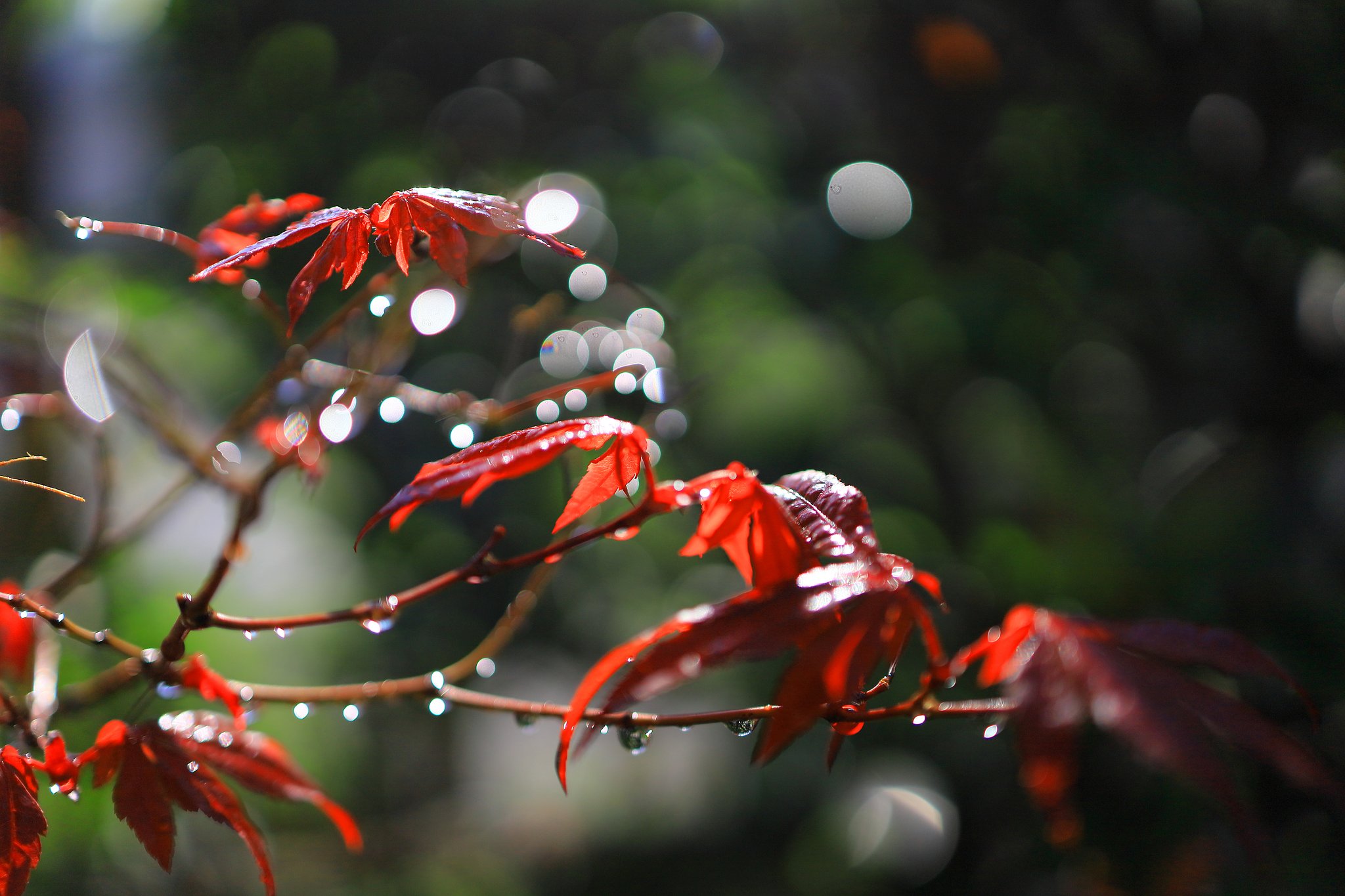 芽吹き